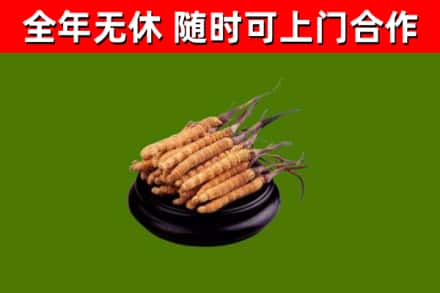 三明烟酒回收冬虫夏草.jpg